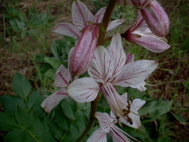 Dictamnus albus / Dittamo albo